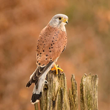 Artwork thumbnail, Perched Raptor by Dave Hare Photography