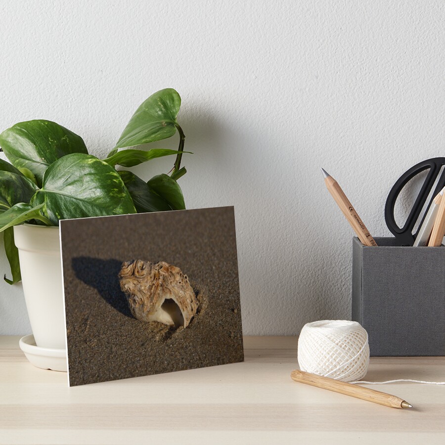 Weathered Whelk on Fahan Beach Art Board Print