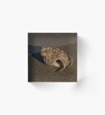 Weathered Whelk on Fahan Beach Acrylic Block