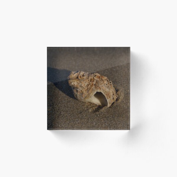 Weathered Whelk on Fahan Beach Acrylic Block