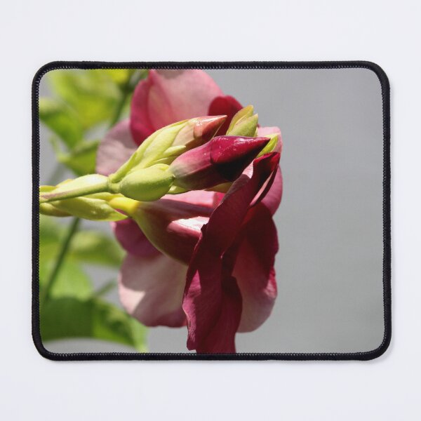 Item preview, Allamanda Blanchetii Flowers. designed and sold by VgBingi.