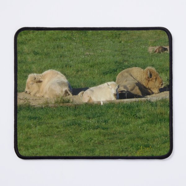 Item preview, White bison family resting in prairie designed and sold by PowerfulPhotos.