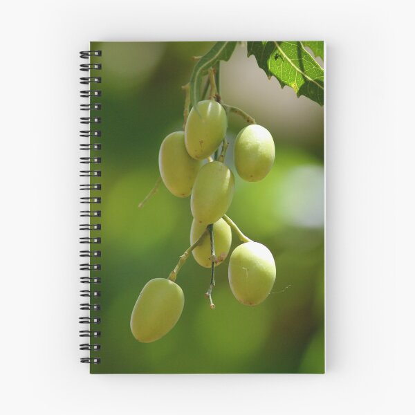 Item preview, Neem Fruits designed and sold by VgBingi.