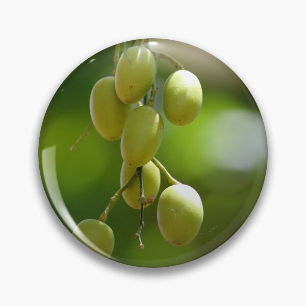 Item preview, Neem Fruits designed and sold by VgBingi.