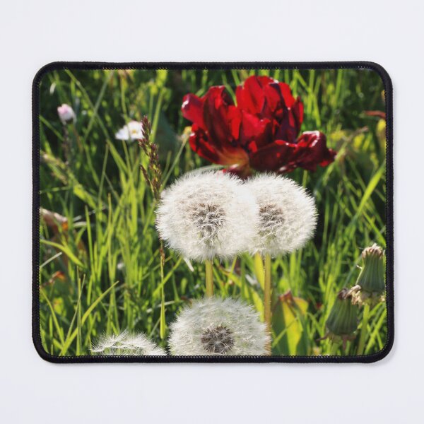 Item preview, Dandelions with Red in Radolfzell - Lake Constance designed and sold by holgermader.