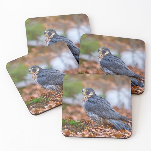 Item preview, Peregrine Falcon designed and sold by Dave Hare Photography.