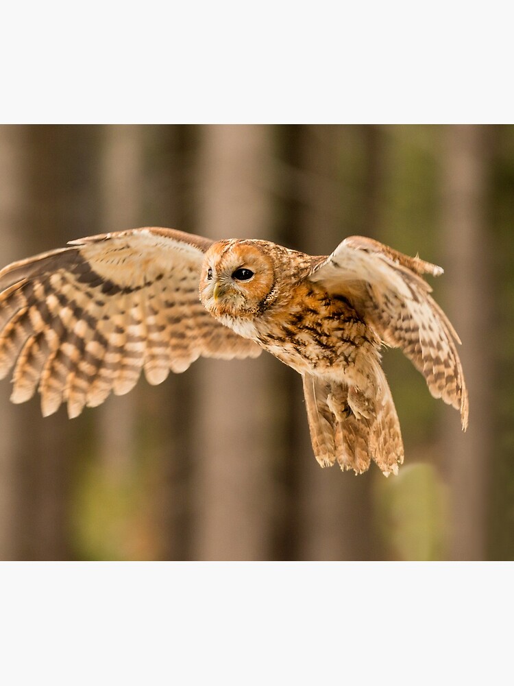 Housse De Couette Chouette Hulotte En Vol Par Femaleform Redbubble