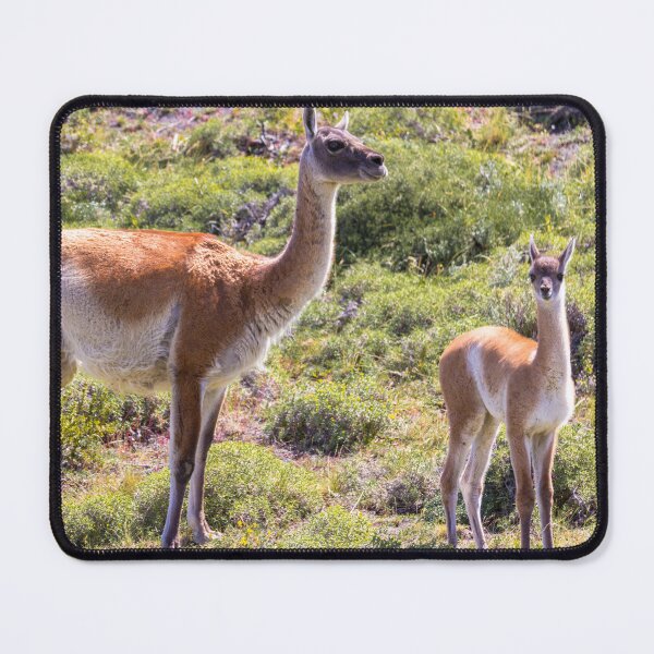 Item preview, Guanaco near Torres der Paine - Chile designed and sold by holgermader.