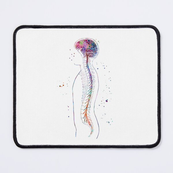 Item preview, Nervous System Brain and Spinal Cord designed and sold by EvasDreams.