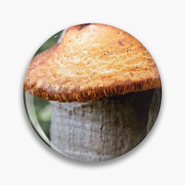 Item preview, wild late oyster mushroom photo designed and sold by J-Brezy.