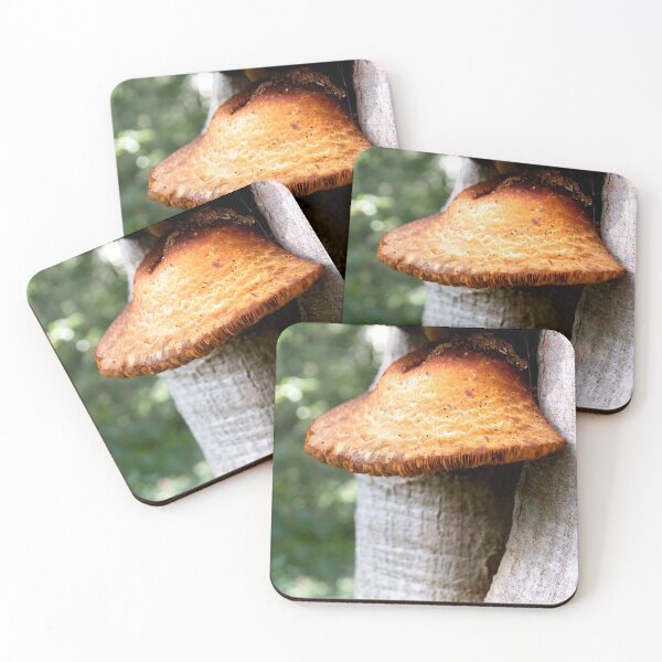 Item preview, wild late oyster mushroom photo designed and sold by J-Brezy.