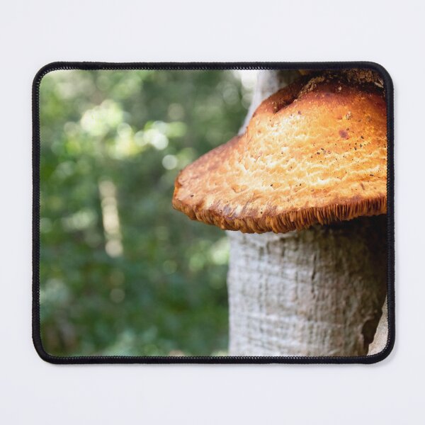 Item preview, wild late oyster mushroom photo designed and sold by J-Brezy.