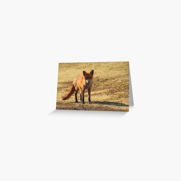 Item preview, Reynard... designed and sold by FlyladyphotoBWC.