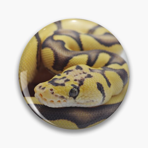 Item preview, Pastel Enchi Chocolate DG Clown Ball Python designed and sold by Kayleigh Wilson.