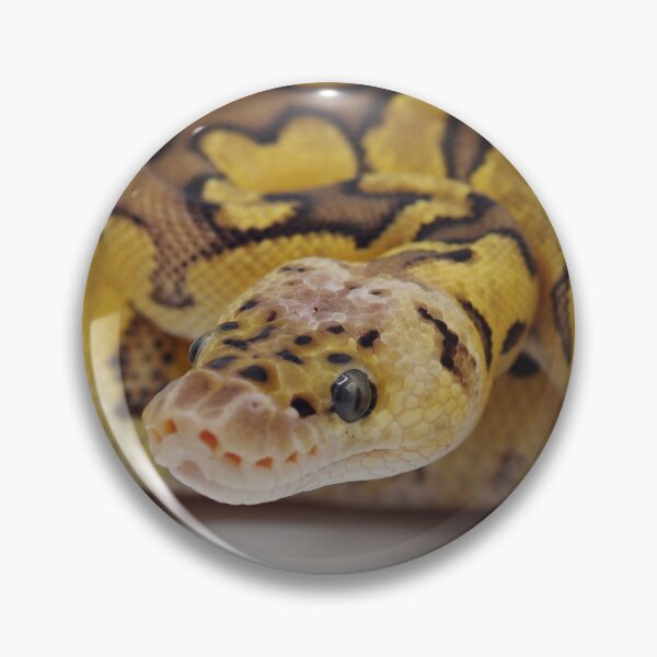 Item preview, Pastel Clown Het DG Ball Python designed and sold by Kayleigh Wilson.