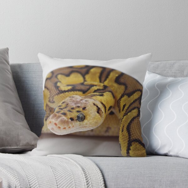 Item preview, Pastel Clown Het DG Ball Python designed and sold by Kayleigh Wilson.