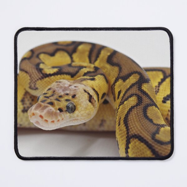 Item preview, Pastel Clown Het DG Ball Python designed and sold by Kayleigh Wilson.