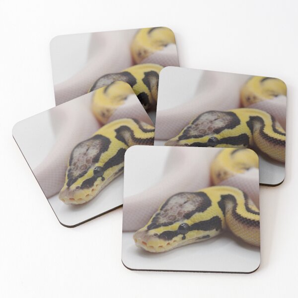 Item preview, Pastel DG Pied Ball Python designed and sold by Kayleigh Wilson.