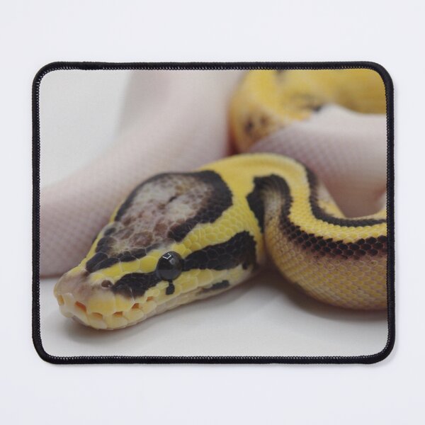 Item preview, Pastel DG Pied Ball Python designed and sold by Kayleigh Wilson.
