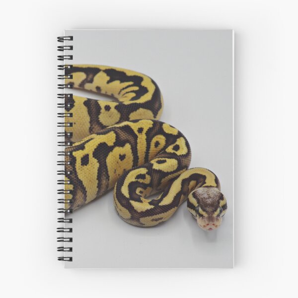 Item preview, Firefly Het DG Ball Python designed and sold by Kayleigh Wilson.