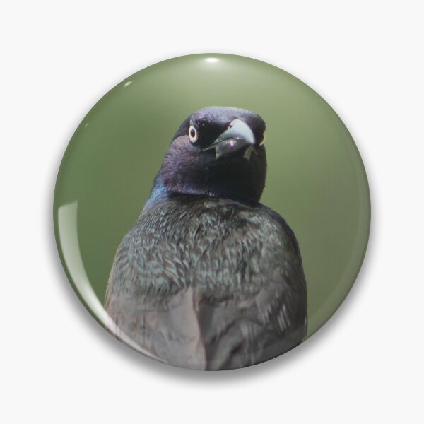 Item preview, dramatic boat-tailed grackle designed and sold by snowyo.