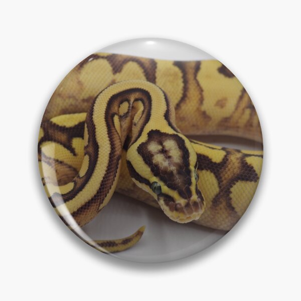 Item preview, Enchi Firefly YB Het Pied Ball Python designed and sold by Kayleigh Wilson.