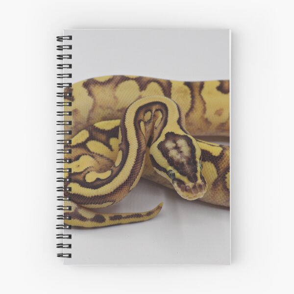 Item preview, Enchi Firefly YB Het Pied Ball Python designed and sold by Kayleigh Wilson.