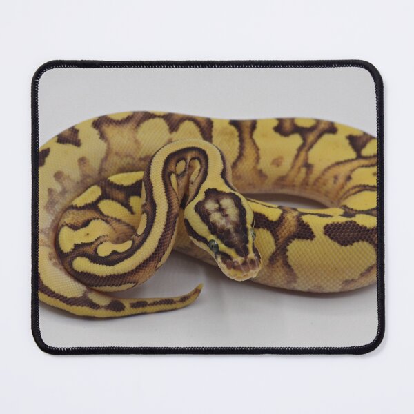 Item preview, Enchi Firefly YB Het Pied Ball Python designed and sold by Kayleigh Wilson.