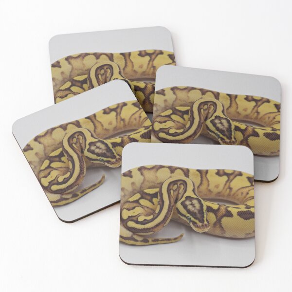Item preview, Enchi Firefly YB Het Pied Ball Python designed and sold by Kayleigh Wilson.
