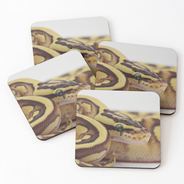 Item preview, Enchi Firefly YB Het Pied Ball Python designed and sold by Kayleigh Wilson.