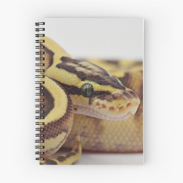 Item preview, Enchi Firefly YB Het Pied Ball Python designed and sold by Kayleigh Wilson.