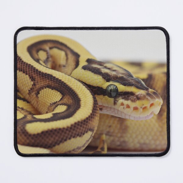 Item preview, Enchi Firefly YB Het Pied Ball Python designed and sold by Kayleigh Wilson.