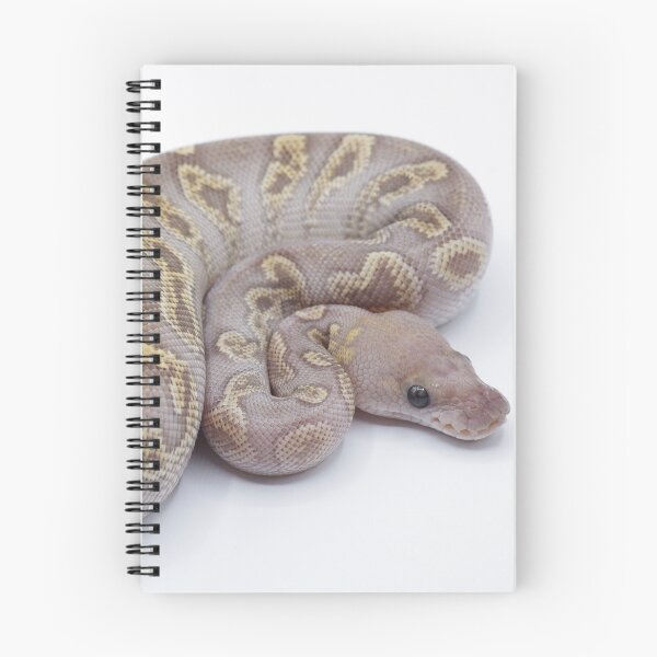 Item preview, GHI Mojave Clown Ball Python designed and sold by Kayleigh Wilson.