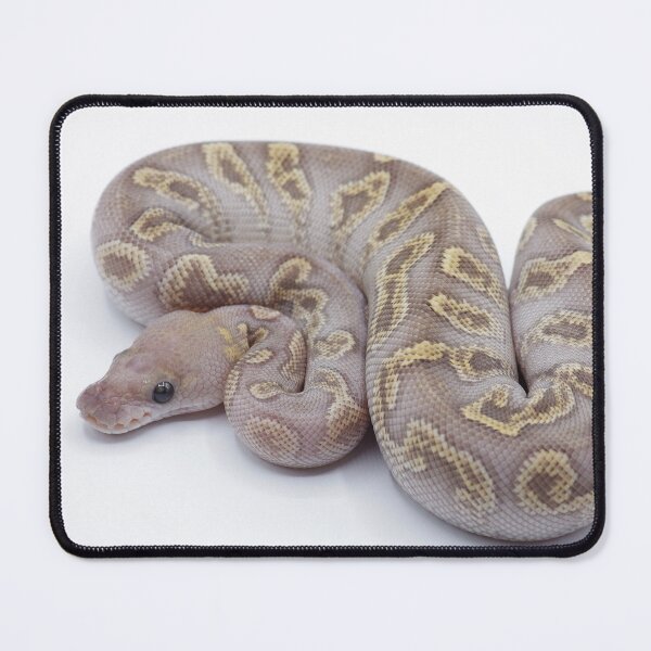 Item preview, GHI Mojave Clown Ball Python designed and sold by Kayleigh Wilson.