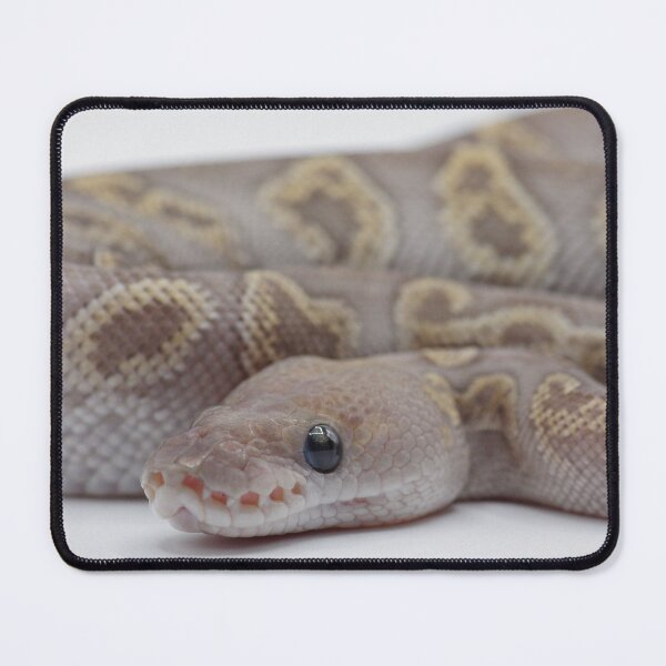 Item preview, GHI Mojave Clown Ball Python designed and sold by Kayleigh Wilson.