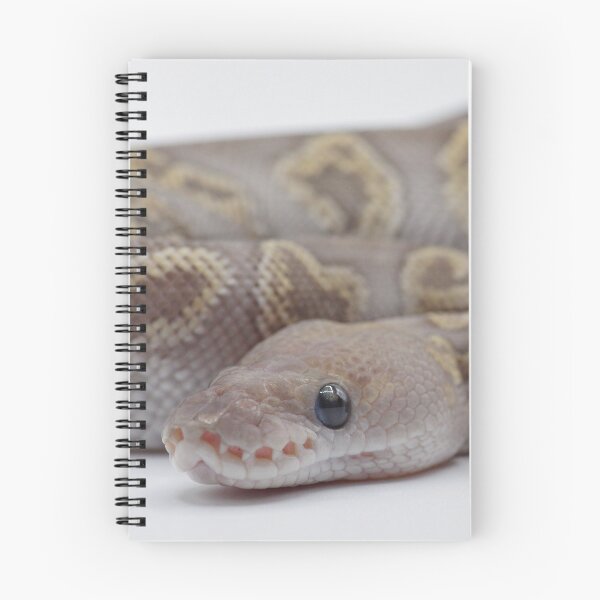 Item preview, GHI Mojave Clown Ball Python designed and sold by Kayleigh Wilson.