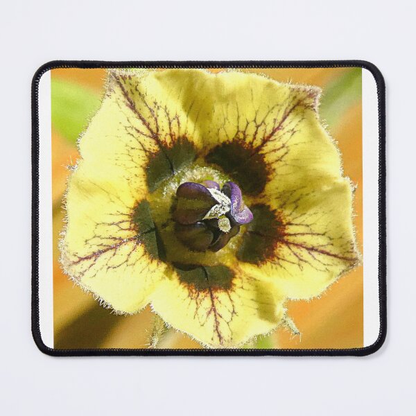 Item preview, Physalis Flower designed and sold by angel1.