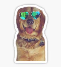 golden retriever Sticker