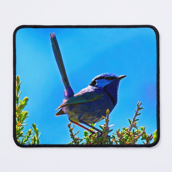 Item preview, Male splendid fairywren protecting watching over his territory designed and sold by hendrikspix.