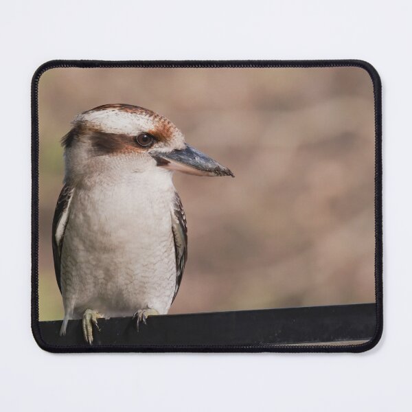 Item preview, Kookaburra sitting on a fence photo in the late evening. designed and sold by hendrikspix.