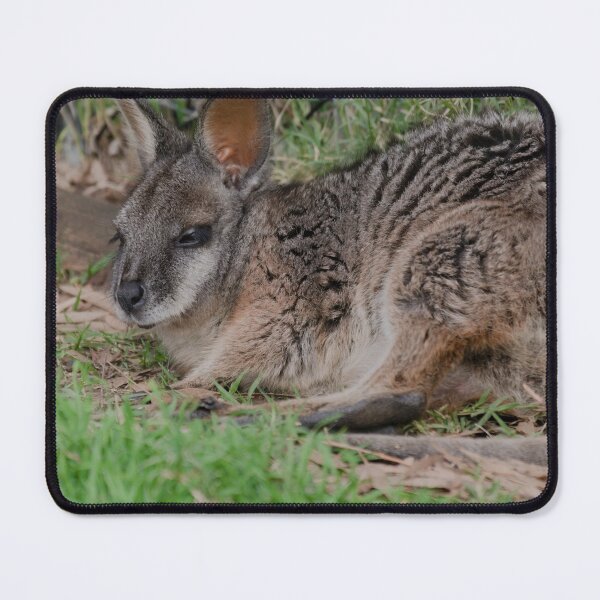 Artikelvorschau, Nahaufnahmefoto eines Tammar Wallaby entworfen und verkauft von hendrikspix.