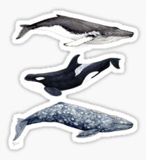 Orca, humpback and grey whale Sticker