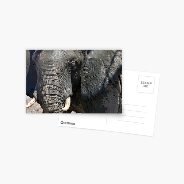 Up close and personal...in Olifants West Nature Reserve, South Africa Postcard