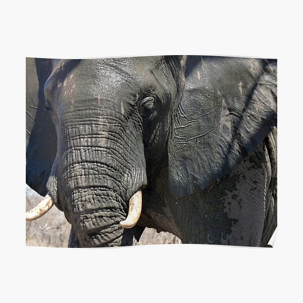 Up close and personal...in Olifants West Nature Reserve, South Africa Poster