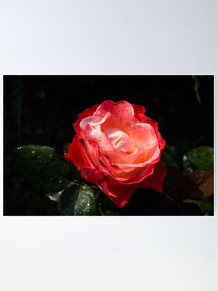 Biophilia Red Rose Flower Pin