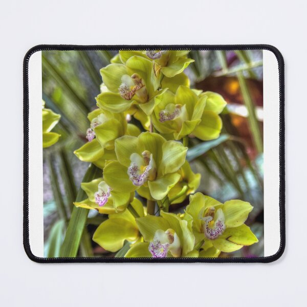 Item preview, Cymbidyum. designed and sold by paolo1955.