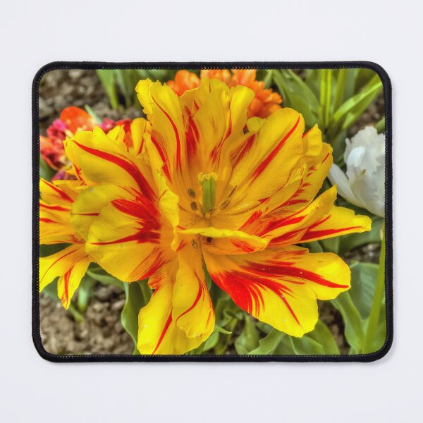 Item preview, Tulip Monsella designed and sold by paolo1955.