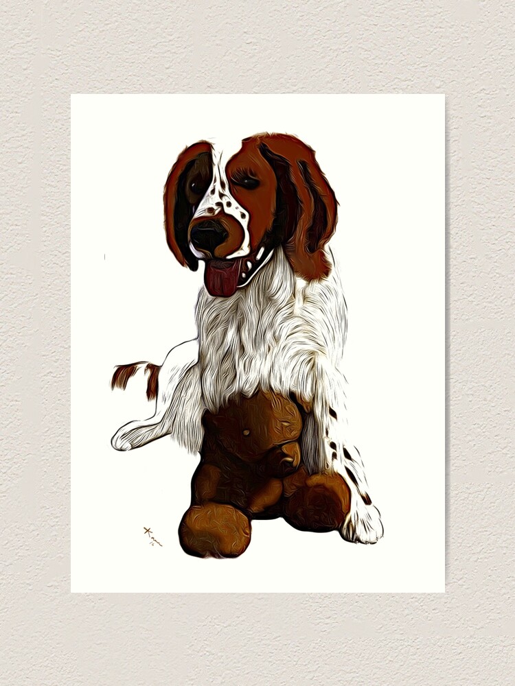 springer spaniel teddy