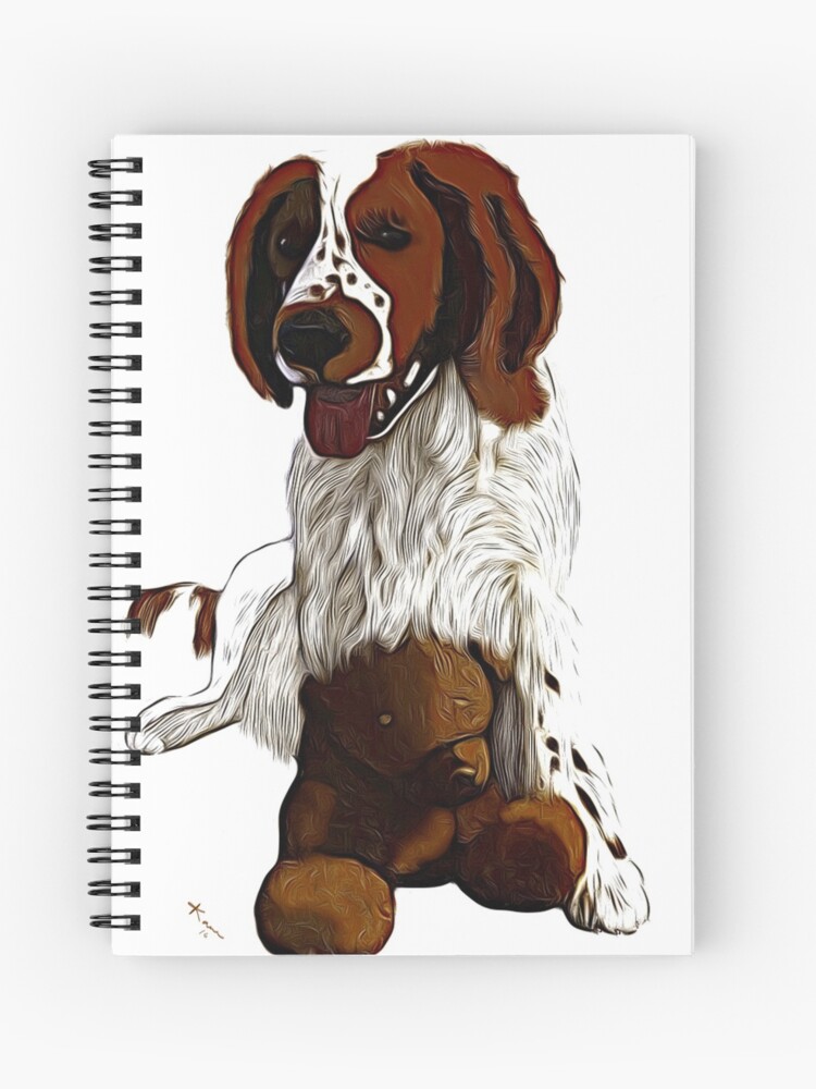 springer spaniel teddy