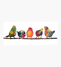 Sweet Watercolor Song Birds Photographic Print